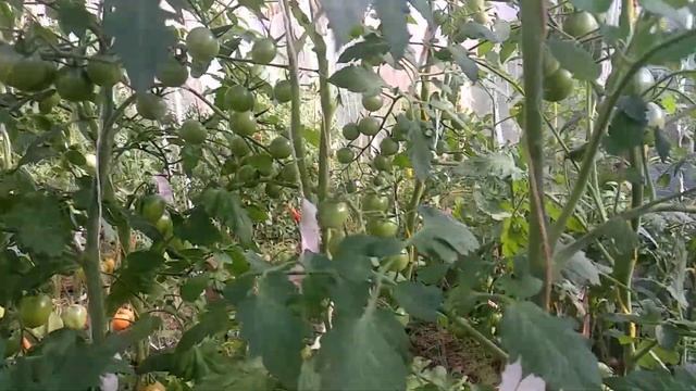 ОБЗОР СОРТА ВИШЕНКА ЧЕРНАЯ | Томаты, Помидоры смотреть онлайн