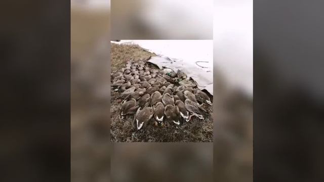 охота на реке агапе смотреть онлайн