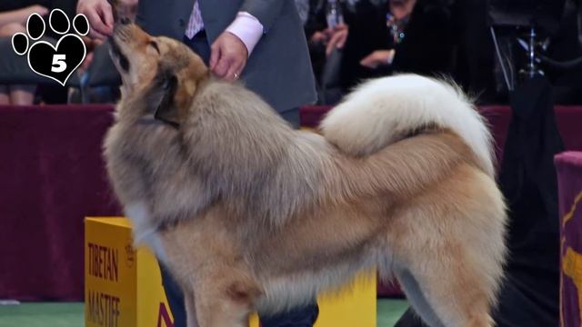 Sleep Soundly with These Top 10 Fearless Home-Protecting Dog Breeds смотреть онлайн
