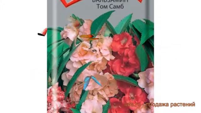 Бальзамин обыкновенный Том Самб (tom samb) ? Том Самб обзор: как сажать, семена бальзамина Том Самб смотреть онлайн