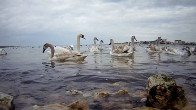 Матросский Клуб и лебеди в Севастополе смотреть онлайн