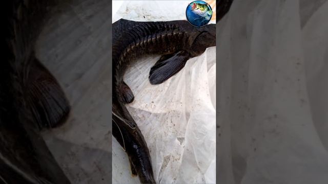 Осетр КРХ Золотая подкова 07 05 смотреть онлайн