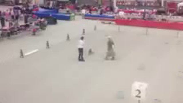 Elvis at nationals BN смотреть онлайн