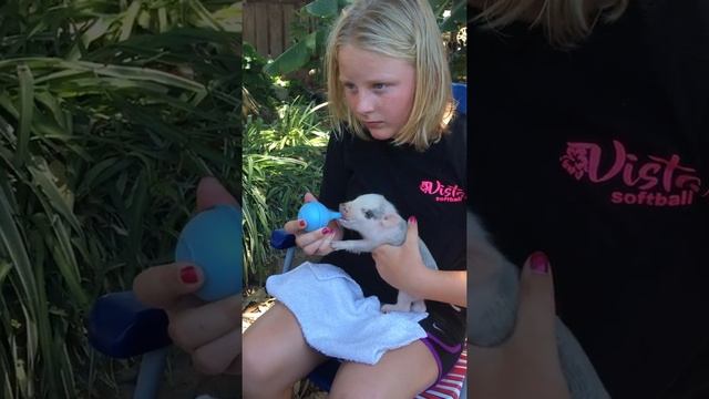 H feeding the baby pigs at Couple Berry Farms смотреть онлайн