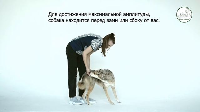 Активная растяжка мышц шеи и спины ( Cookie Stretches ) смотреть онлайн