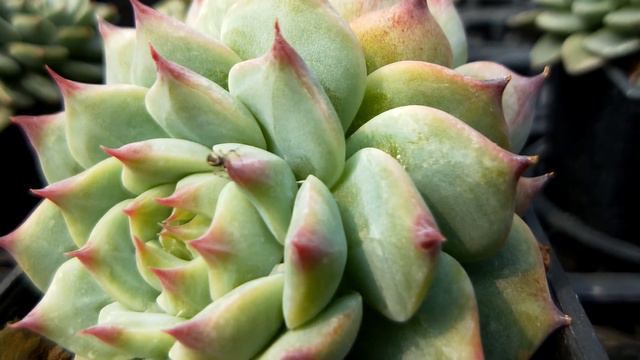 Echeveria chihuahuensis 多肉植物辨識 吉娃娃 смотреть онлайн