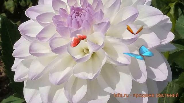 Георгина декоративная Эвелин (dahlia eveline) ? Эвелин обзор: как сажать, луковицы георгины Эвелин смотреть онлайн