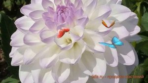 Георгина декоративная Эвелин (dahlia eveline) ? Эвелин обзор: как сажать, луковицы георгины Эвелин