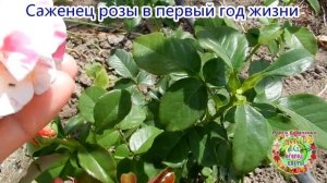 Саженец розы в первый год жизни