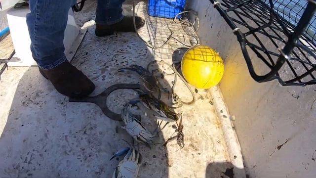 BIG BLUE CRABS crabbing смотреть онлайн
