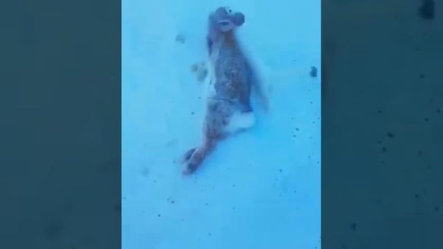 Коварный зверёк. Ласка. Самый кровожадный убийца. Weasel. Most bloodthirsty killer смотреть онлайн