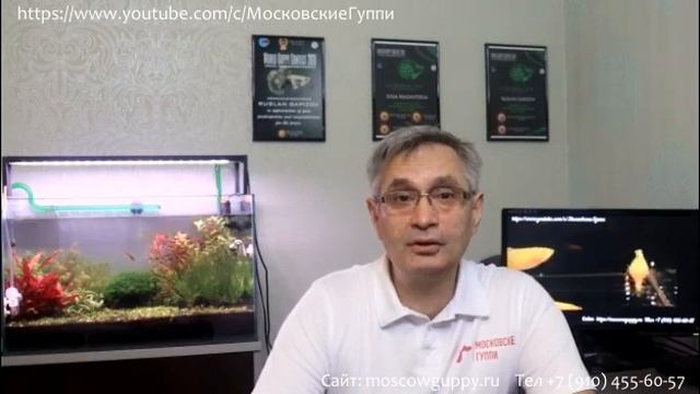 ДОМАШНИЙ АКВАРИУМ ДЛЯ ГУППИ. ЧАСТЬ 9. РЫБКИ СОВМЕСТИМЫЕ С ГУППИ./A HOME AQUARIUM FOR GUPPIES. PART смотреть онлайн