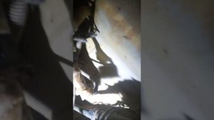 мех.включение эл.раздатки грейт вол