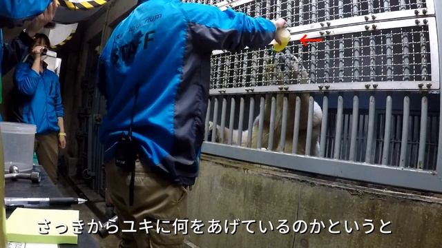 ホッキョクグマの血液検査を行いました！　Blood Tests for Polar Bears смотреть онлайн
