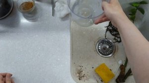 УСПЕШНАЯ РЕАНИМАЦИЯ ЗАМИОКУЛЬКАСА | Замиокулькас к чему приводит частый полив Реанимация