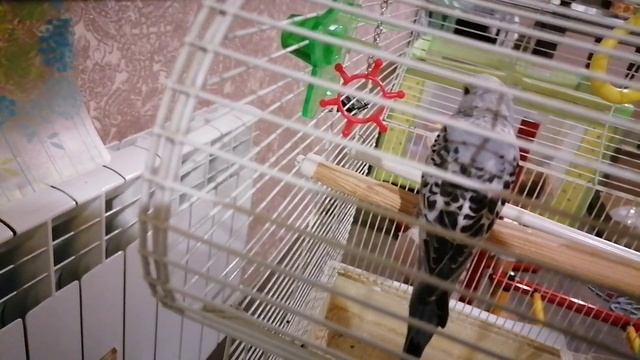 Подарок на день рождения, пять лет. смотреть онлайн