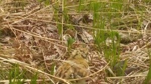 СЛУЧАЙ В ЛЕСУ. ГЛУХАРКА (КАПАЛУХА) С ПТЕНЦАМИ.