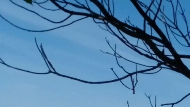 Watching turkey vultures and raptors soar on metacomet cliffs смотреть онлайн