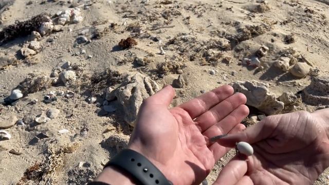 ВЛОГ : НАШЛИ ГИГАНТСКУЮ ЧЕРЕПАХУ НА ДНЕ МОРЯ! смотреть онлайн