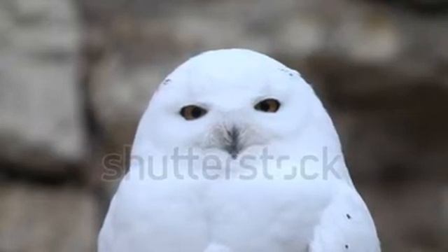 ТЫ НА МЕНЯ!!! ХМ, НУ ЛАДНО. №2 смотреть онлайн