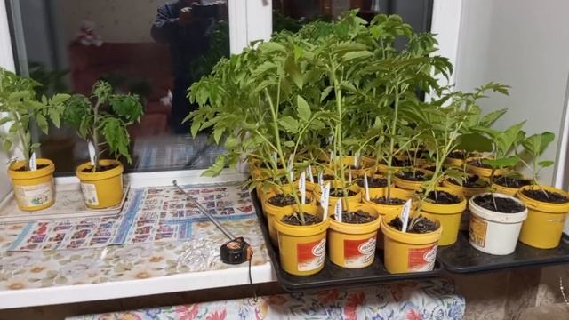 Живая почва плодородие для томатов смотреть онлайн