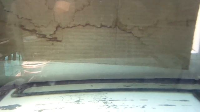 Стурисома от икры до малька. смотреть онлайн