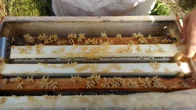 Сколько мёда принесёт шести рамочник? Подводим итоги. смотреть онлайн