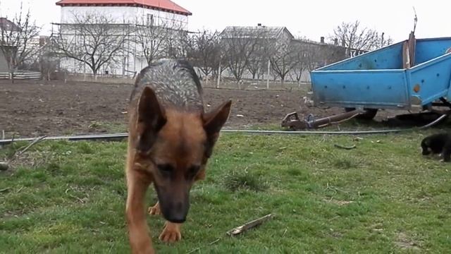 КОРМЛЕНИЕ ЩЕНКОВ НЕМЕЦКОЙ ОВЧАРКИ. Одесса. смотреть онлайн