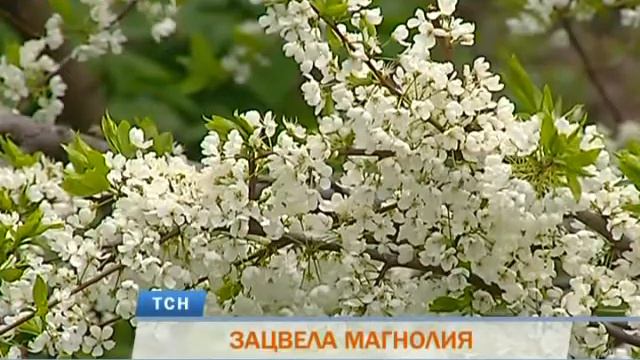 В пермском Ботаническом саду впервые расцвела магнолия смотреть онлайн