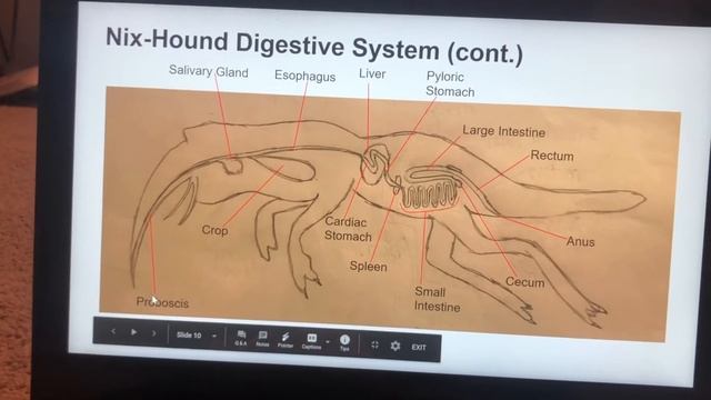 Nix-Hound Digestive System CVA смотреть онлайн