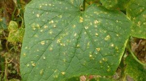 Желтеют листья огурцов ? Отпадают завязи ? Как спасти огурцы !