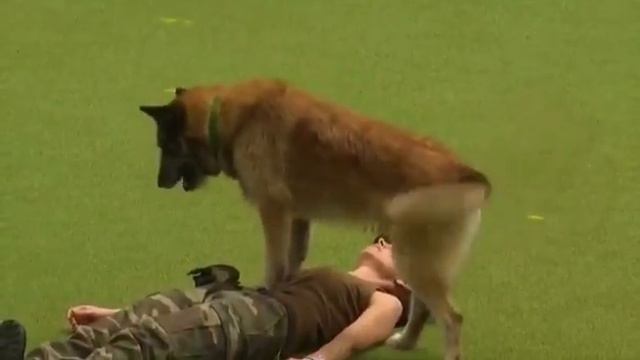 Самая умная собака