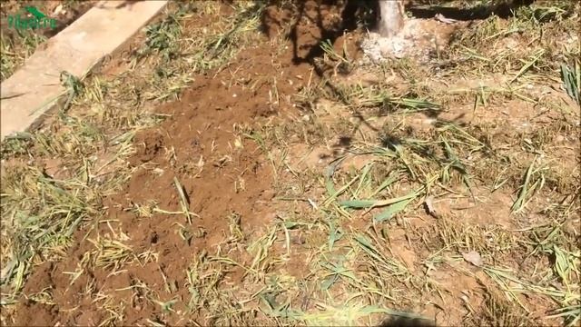 ?? Как подготовить грядку с "Байкал ЭМ-1" - 7 дач смотреть онлайн