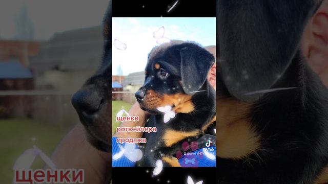 продажа щенков ротвейлера rottweiler__2100 смотреть онлайн