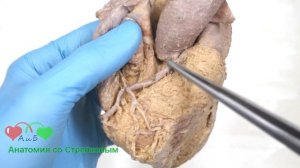 Артерии сердца. Правая и левая венечные артерии.