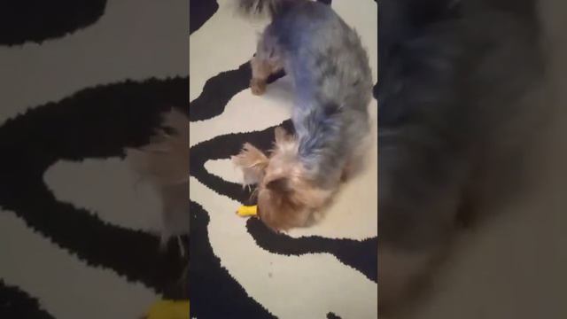 #собача #Бонясобачка #животное              Любимая игрушка,, Бони