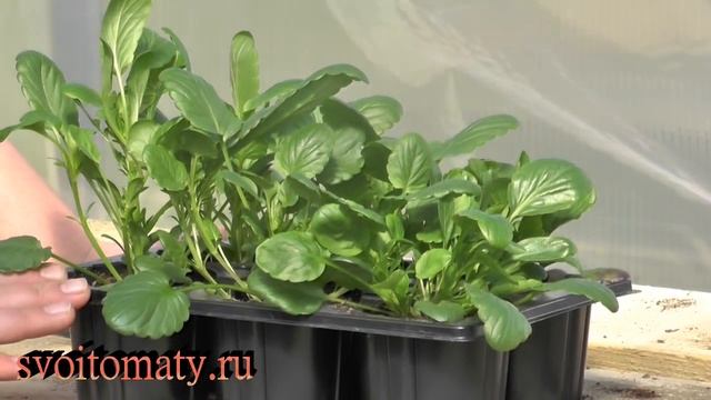 Анютины глазки: Выращивание и уход. Обильное цветение в год посадки смотреть онлайн