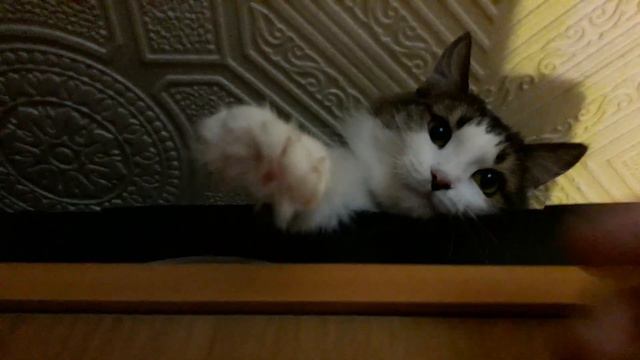 Мотя ходит по потолку смотреть онлайн