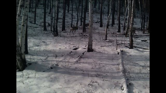 КОСУЛИ ЗИМОЙ ОХОТА НА КОСУЛЮ ROE DEER IN WINTER HUNTING FOR ROE DEER смотреть онлайн