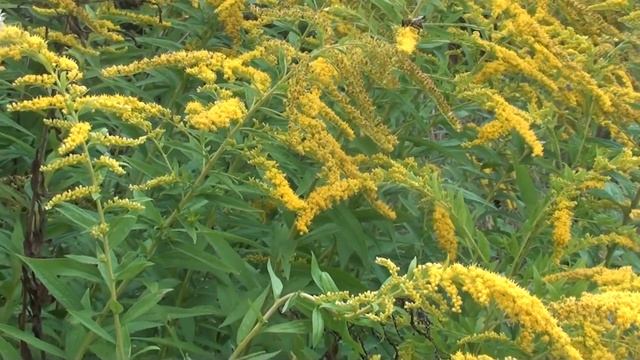 Золотарник, взяток и аномальное расположение клуба в зиму. смотреть онлайн