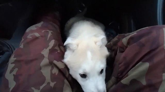 Приучаем Щенка к машине 1 смотреть онлайн