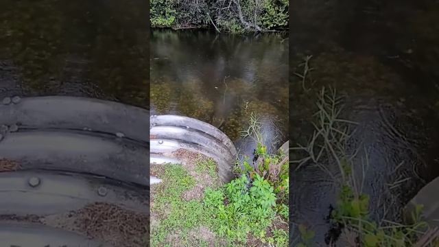 Alligator SCARE!! Florida Everglades Never Fails to Amuse and Terrify ? смотреть онлайн