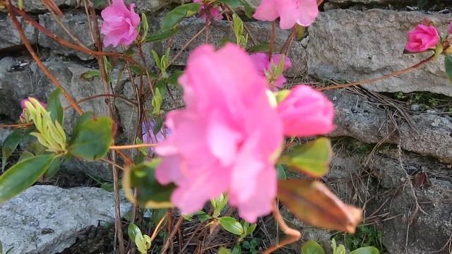 Рододендрон  даурский - сорт  Стакатто-полумахровый