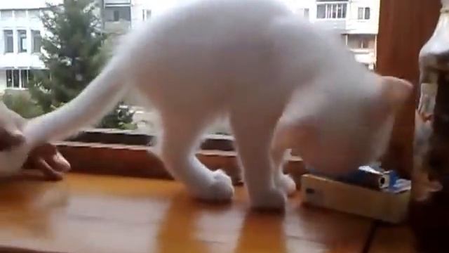 Котенок спасатель. Rescue Kitty. смотреть онлайн