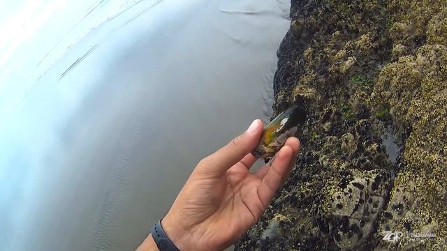 Церковь Святого Патрика | Пляж Пиха | Холм Одного Дерева #влог смотреть онлайн