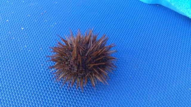 Морские ежи и морские звёзды (офиуры) - Родос смотреть онлайн