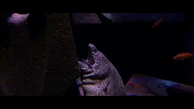 #ОАЭ НА АВТО - Часть 5. Что делать в Дубае и Шардже? | #UAE смотреть онлайн