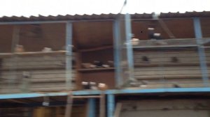 Пермские высоколетные голуби