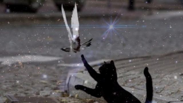 Как видят кошки. Мир глазами наших питомцев. смотреть онлайн