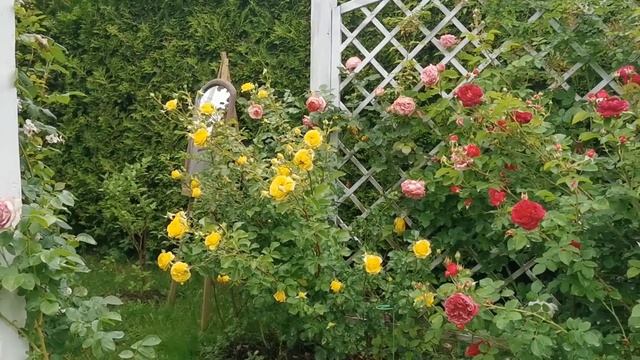 Розы без слов в магический день летнего Солнцестояния